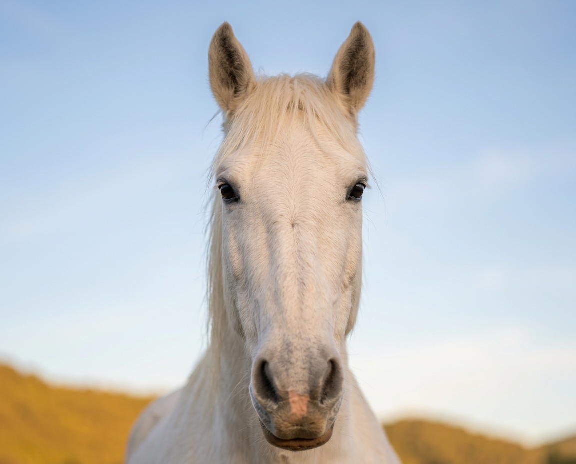 Caballos ～ Osteopatía & Aromaterapia